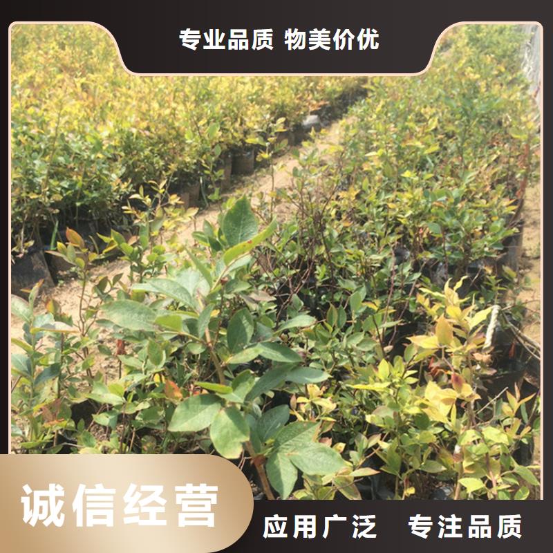 北美冬青-视频-广东省广州市|天河|白云|汕尾|韶关|江门|中山北美冬青-轩园