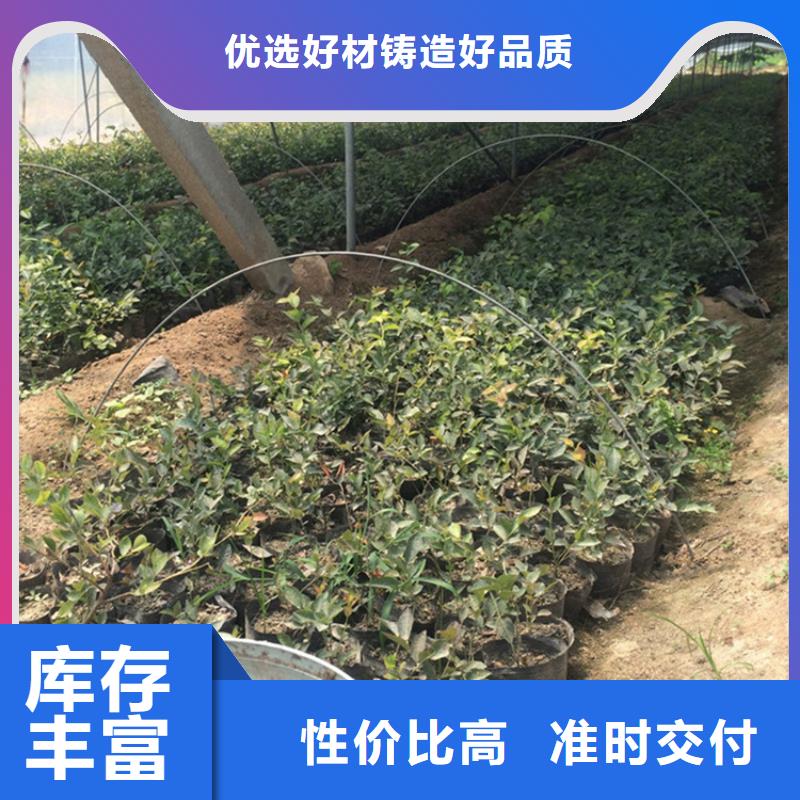 北美冬青-视频-广东省广州市|天河|白云|汕尾|韶关|江门|中山北美冬青-轩园