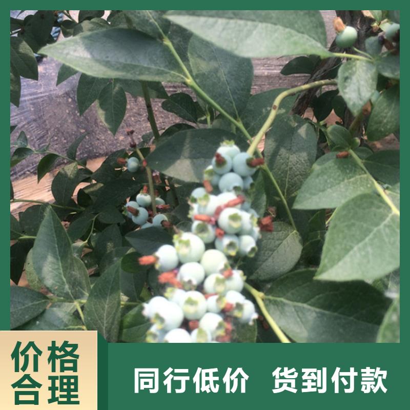 北美冬青-视频-广东省广州市|天河|白云|汕尾|韶关|江门|中山北美冬青-轩园