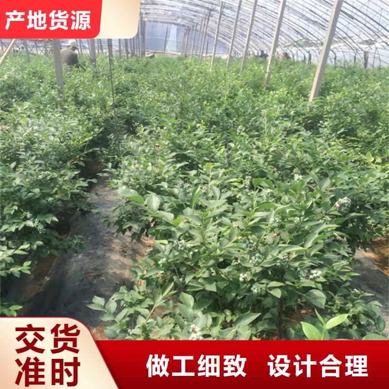北美冬青-视频-北美冬青-云南省玉溪市(本地)品牌-红塔|易门|大理|德宏|文山|楚雄|西双版纳