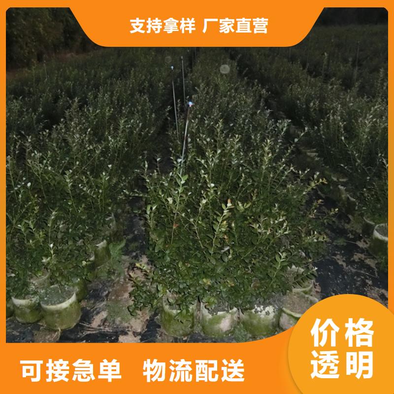 蓝莓苗-苹果苗实力工厂