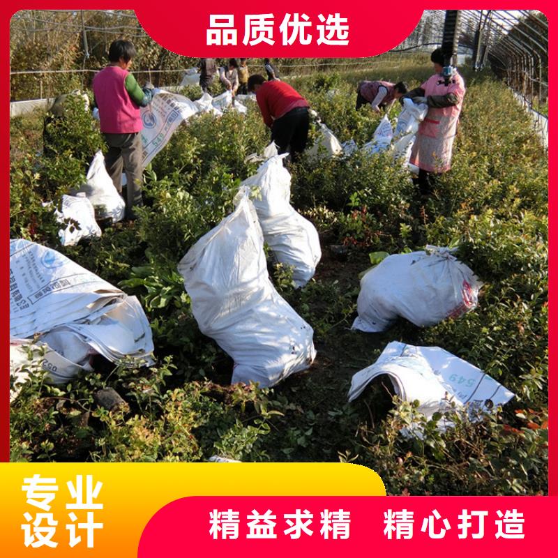 蓝莓苗苹果苗品质商家
