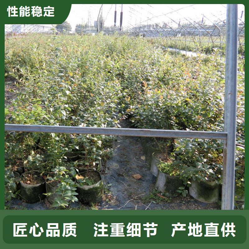 北美冬青-视频-北美冬青-云南省玉溪市(本地)品牌-红塔|易门|大理|德宏|文山|楚雄|西双版纳