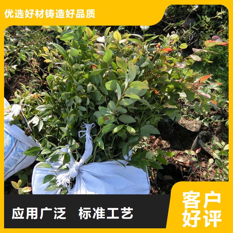北美冬青-视频-北美冬青-云南省玉溪市(本地)品牌-红塔|易门|大理|德宏|文山|楚雄|西双版纳