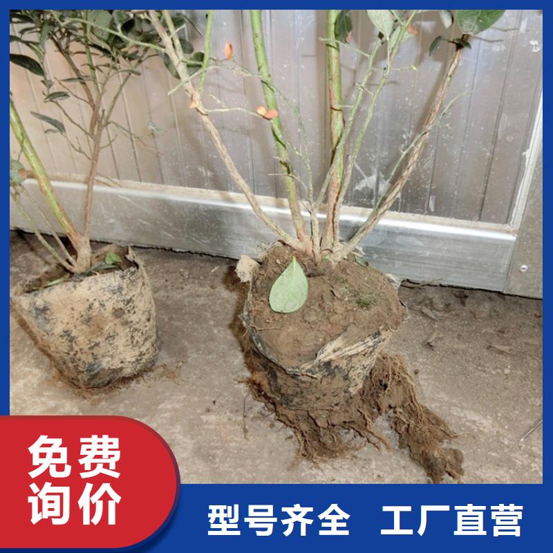 北美冬青-视频-北美冬青-云南省玉溪市(本地)品牌-红塔|易门|大理|德宏|文山|楚雄|西双版纳
