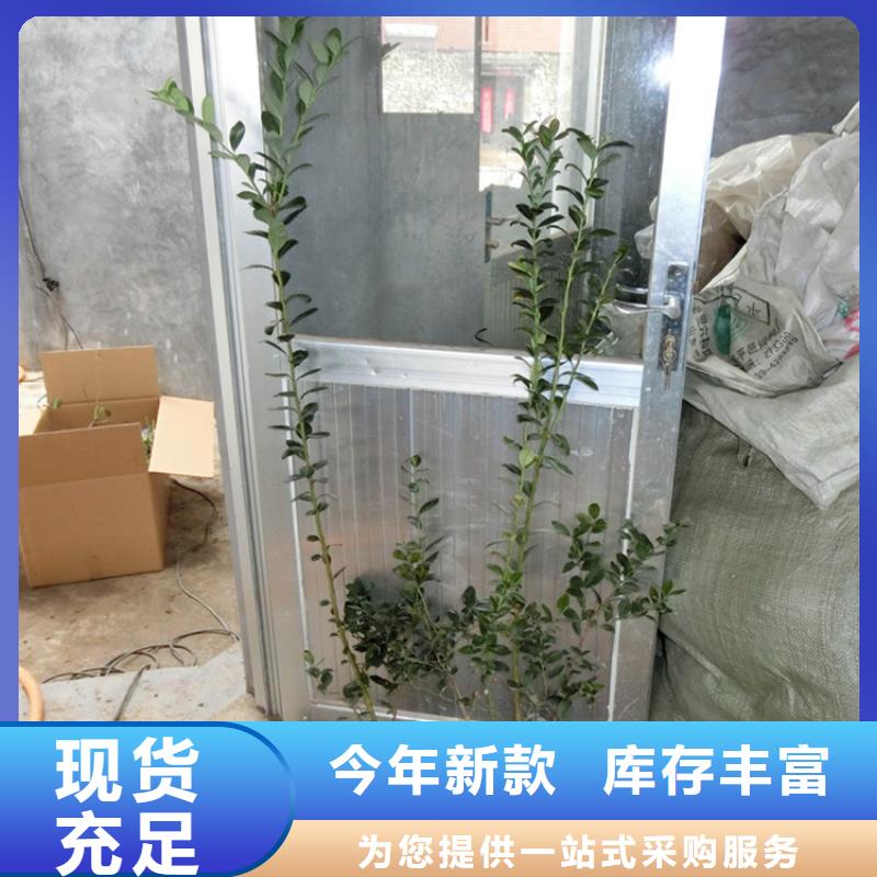 北美冬青-视频-广东省广州市|天河|白云|汕尾|韶关|江门|中山北美冬青-轩园