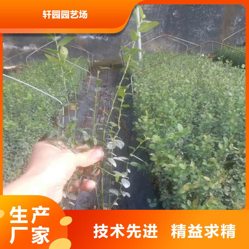 北美冬青-视频-广东省广州市|天河|白云|汕尾|韶关|江门|中山北美冬青-轩园