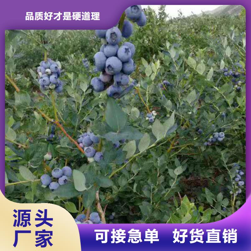 北美冬青-视频-北美冬青-云南省玉溪市(本地)品牌-红塔|易门|大理|德宏|文山|楚雄|西双版纳