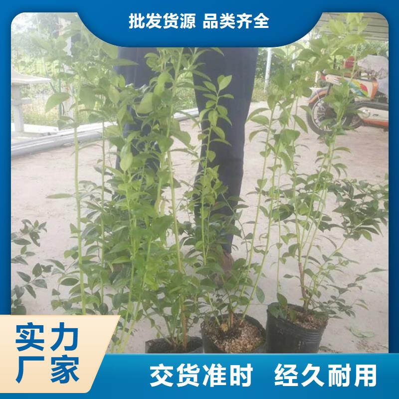 北美冬青-视频-北美冬青-云南省玉溪市(本地)品牌-红塔|易门|大理|德宏|文山|楚雄|西双版纳