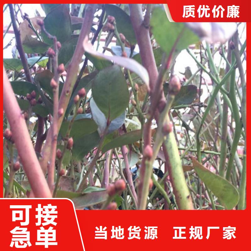 北美冬青-视频-北美冬青-云南省玉溪市(本地)品牌-红塔|易门|大理|德宏|文山|楚雄|西双版纳