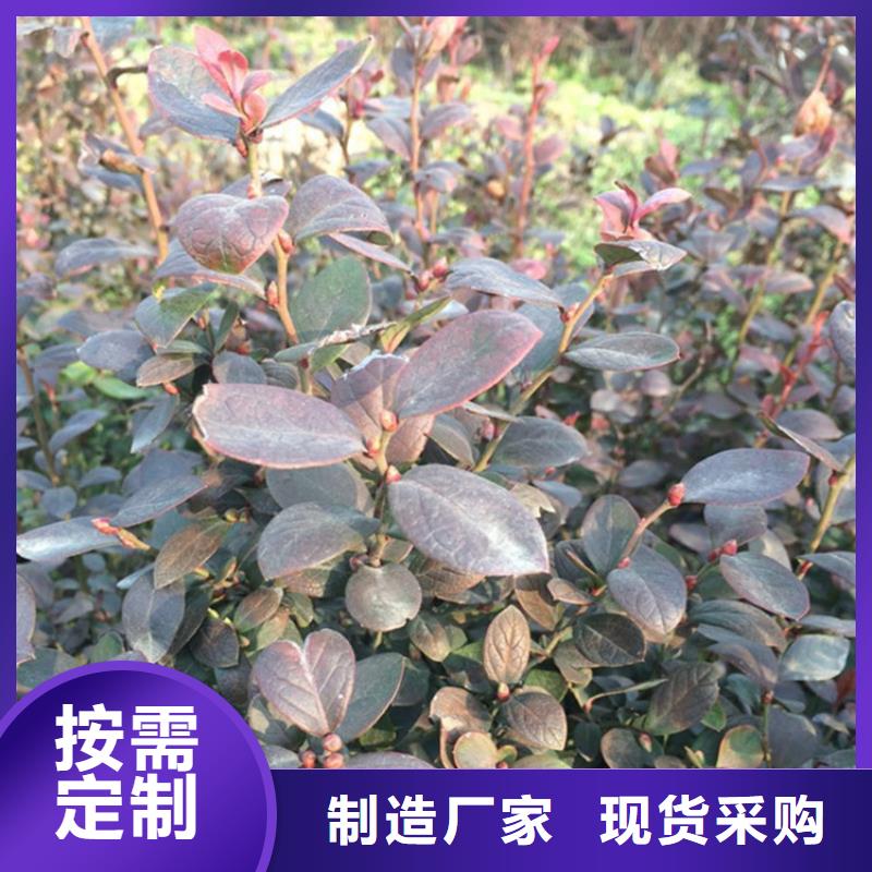 蓝莓苗-苹果苗实力工厂