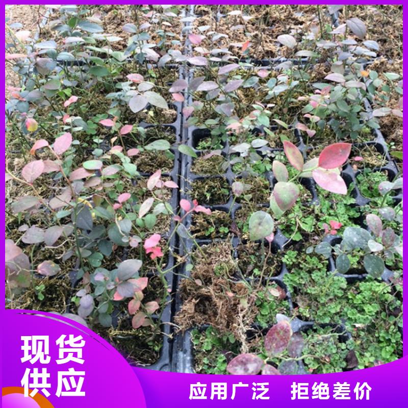 蓝莓苗【桃树苗】厂家售后完善