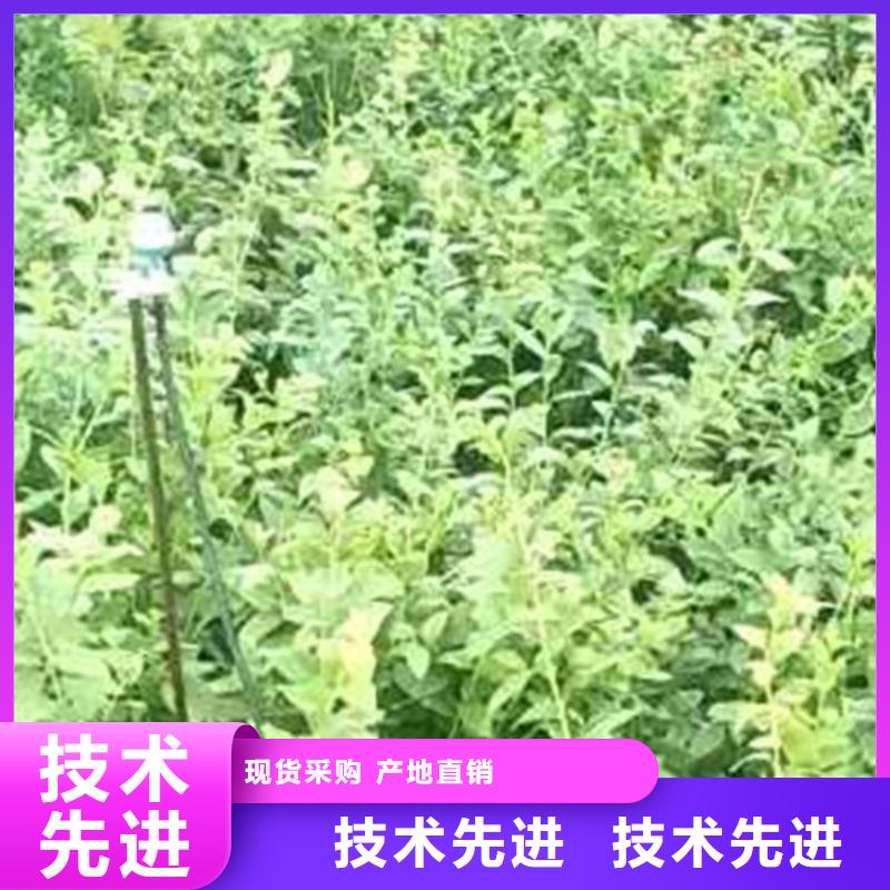 蓝莓苗-苹果苗实力工厂