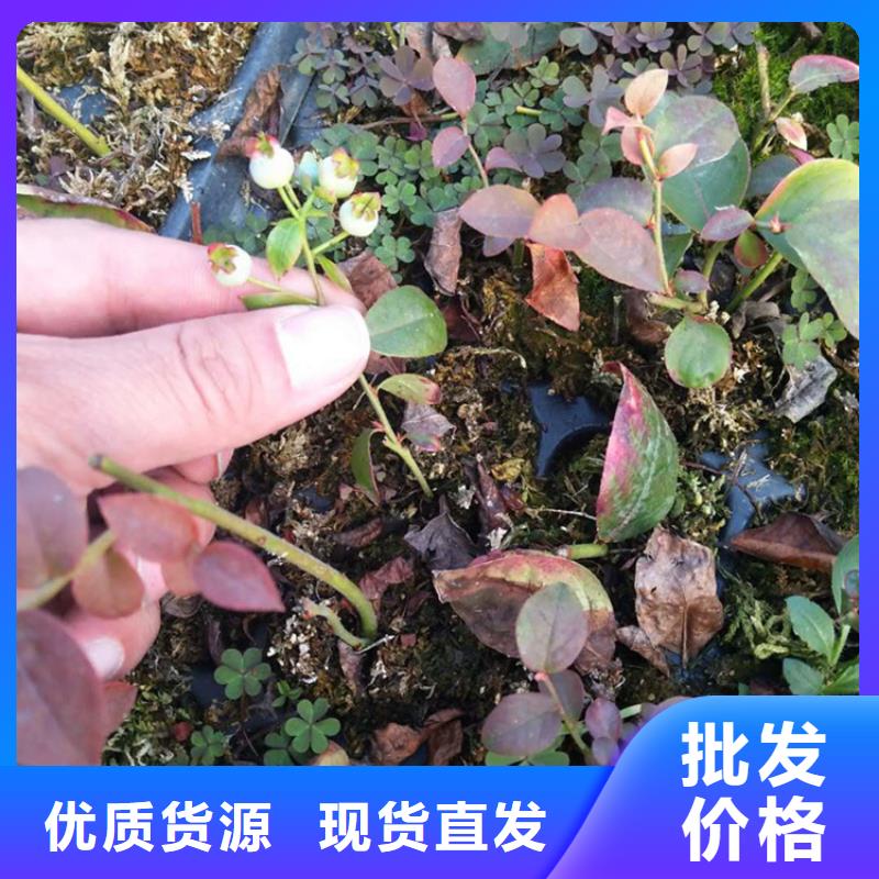 北美冬青-视频-雅安市北美冬青-【该地】可服务区域荥经|石棉|自贡|阿坝|甘孜|遂宁|德阳