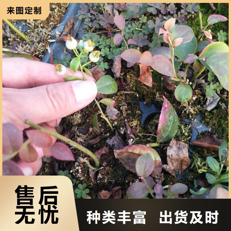 北美冬青-视频-广东省广州市|天河|白云|汕尾|韶关|江门|中山北美冬青-轩园