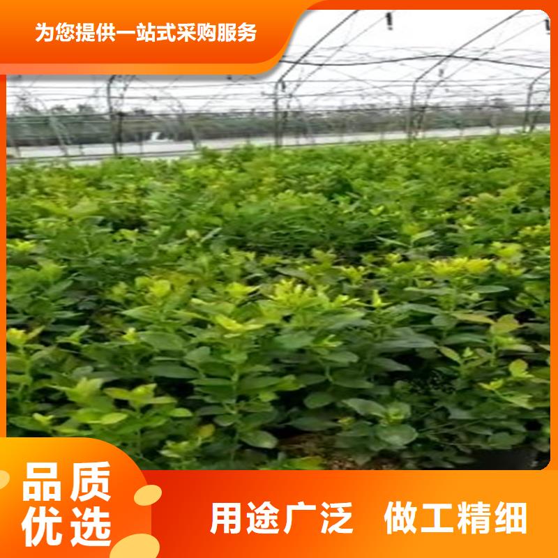 北美冬青-视频-雅安市北美冬青-【该地】可服务区域荥经|石棉|自贡|阿坝|甘孜|遂宁|德阳