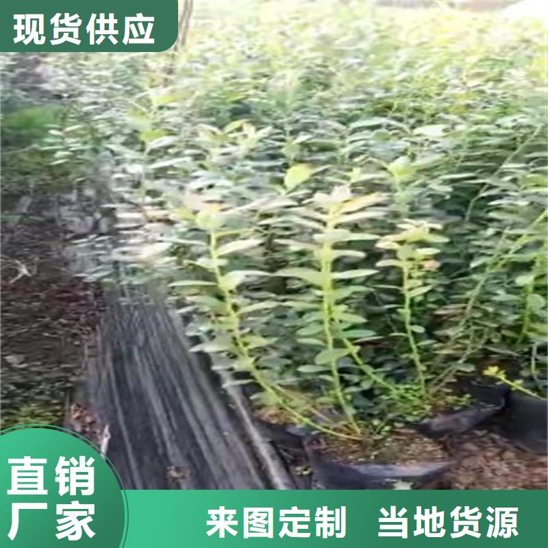蓝莓苗-苹果苗实力工厂
