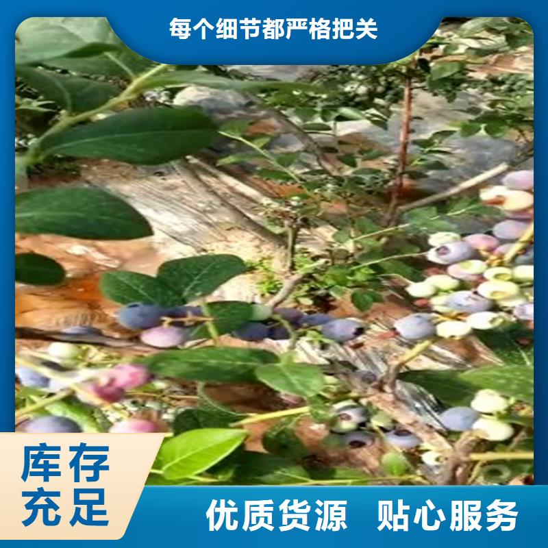 蓝莓苗-苹果苗实力工厂