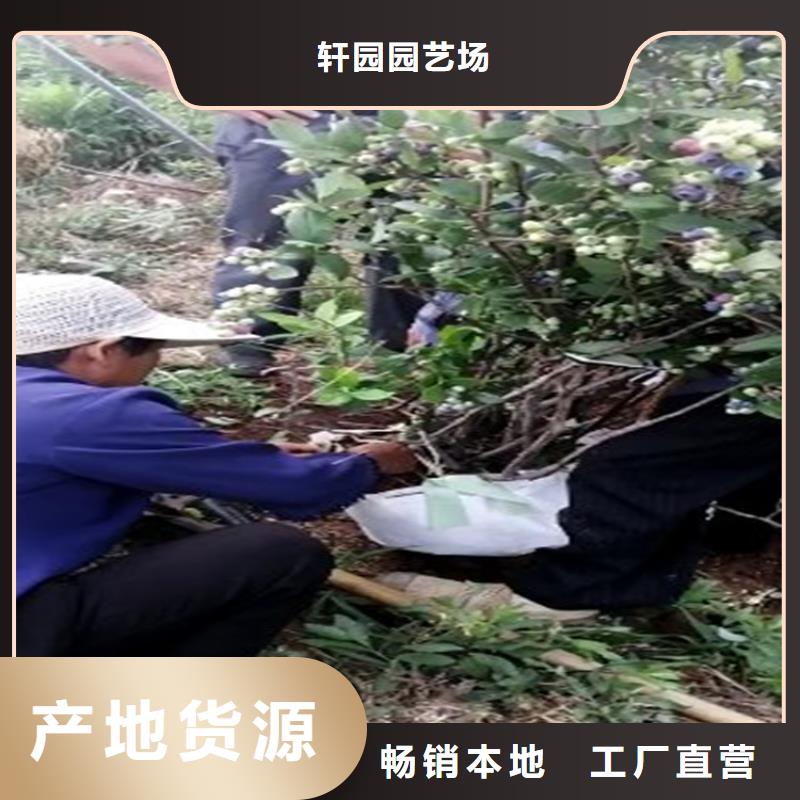 蓝莓苗-苹果苗实力工厂