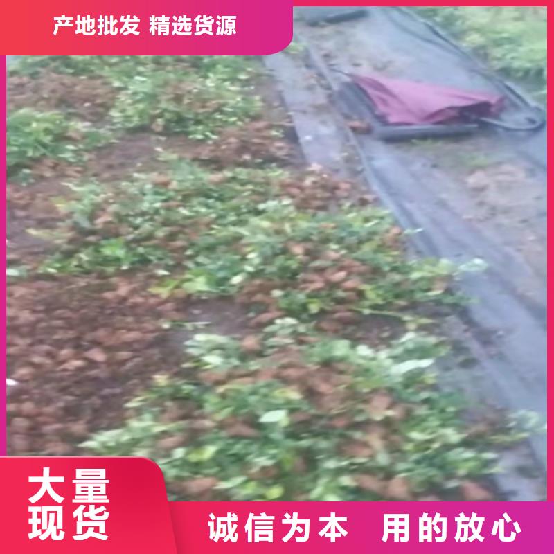 蓝莓苗-苹果苗实力工厂