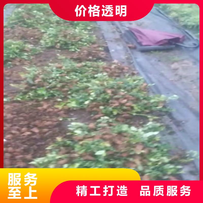 北美冬青-视频-广东省广州市|天河|白云|汕尾|韶关|江门|中山北美冬青-轩园