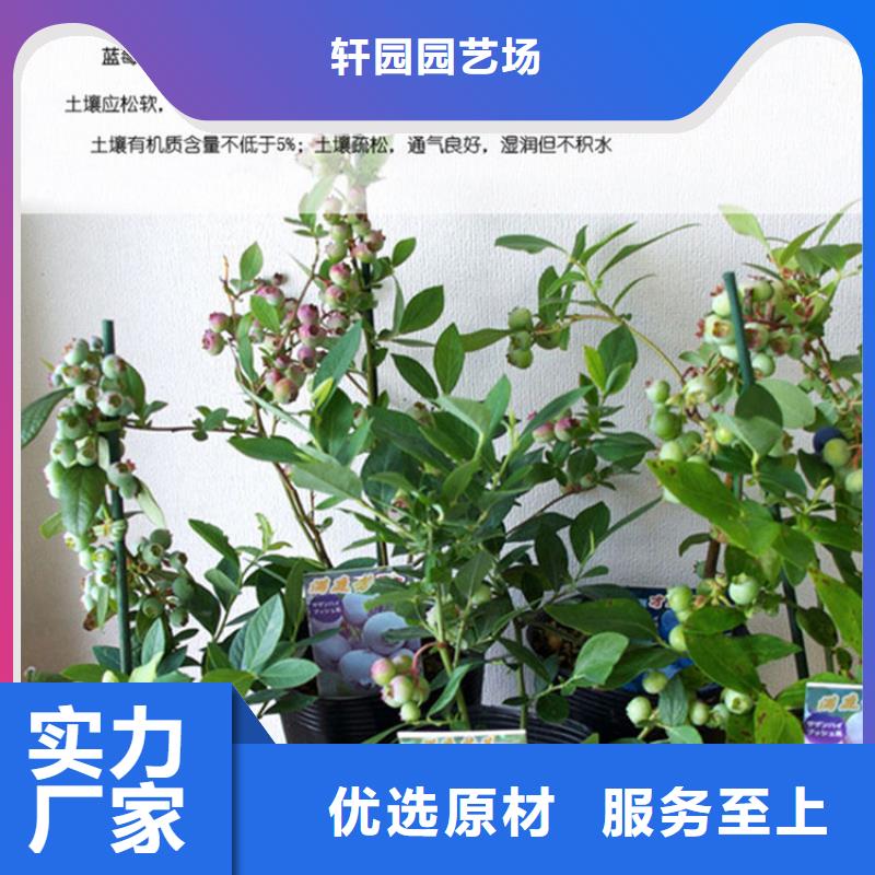 蓝莓苗-苹果苗实力工厂