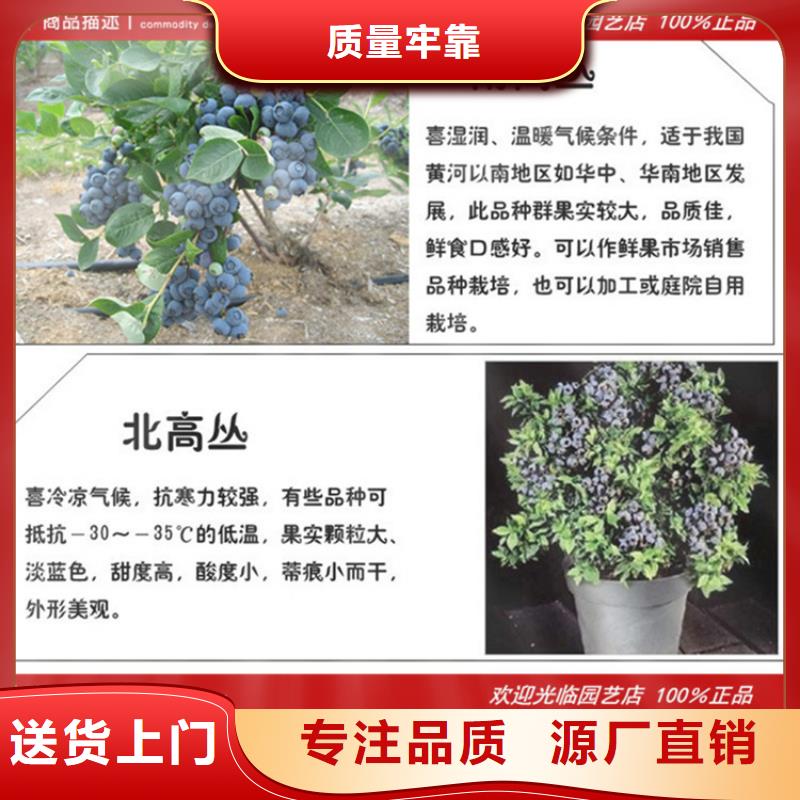 蓝莓苗-苹果苗实力工厂
