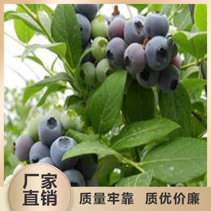 蓝莓苗-苹果苗实力工厂