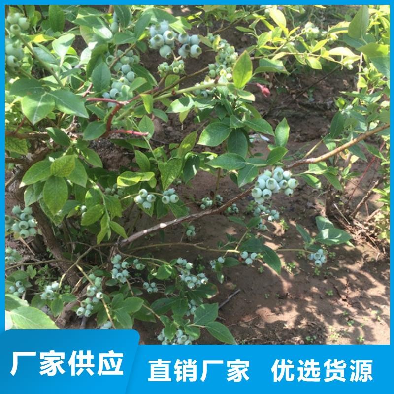 蓝莓苗-苹果苗实力工厂
