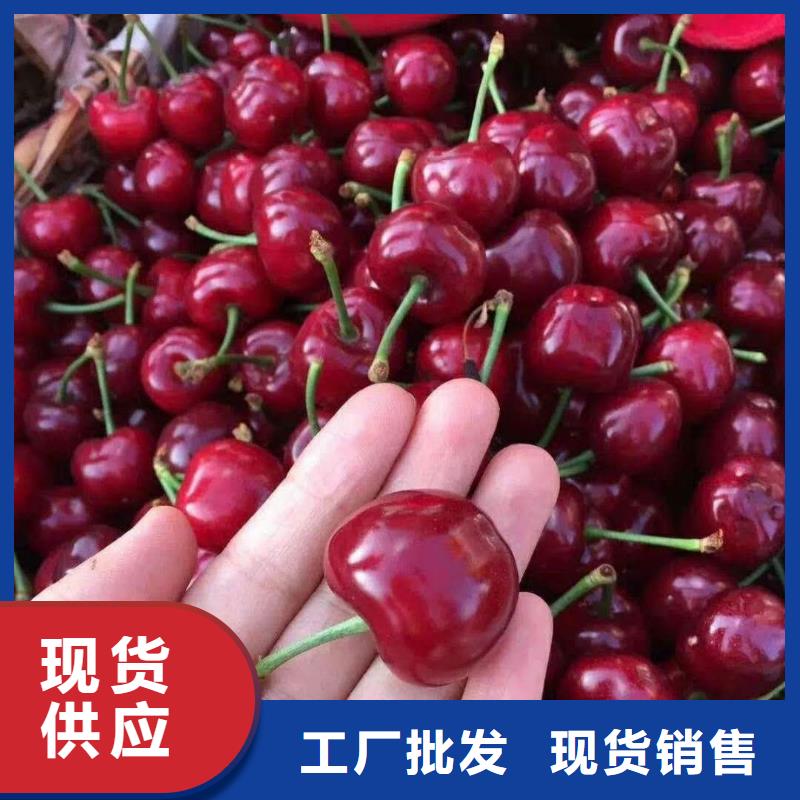 樱桃,苹果苗多种场景适用