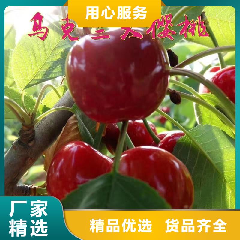 樱桃,樱桃苗卓越品质保障