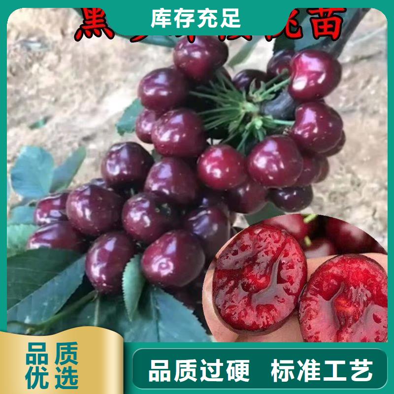 樱桃,苹果苗多种场景适用