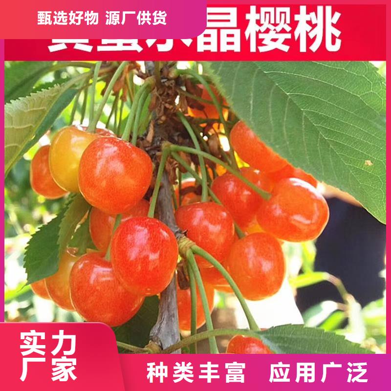 樱桃-【北美冬青】信誉有保证
