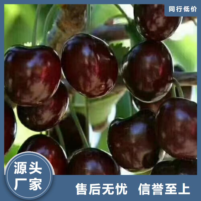 北美冬青-视频-山东省滨州市轩园北美冬青可服务区域博兴|沾化|青岛|济南|德州|东营|日照等