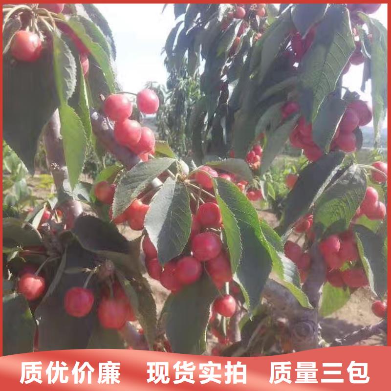樱桃猕猴桃苗制造生产销售