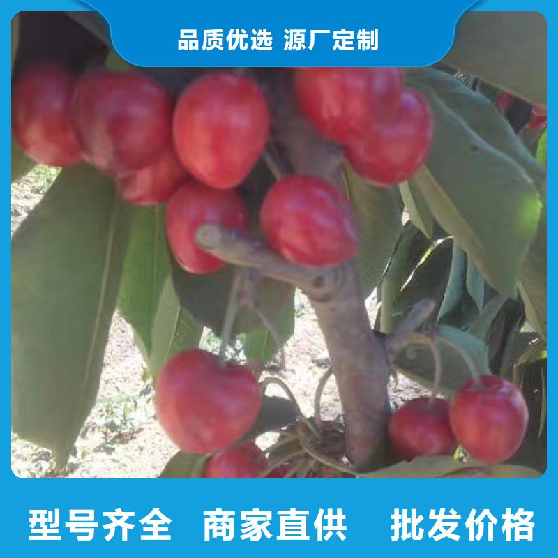樱桃-【北美冬青】信誉有保证