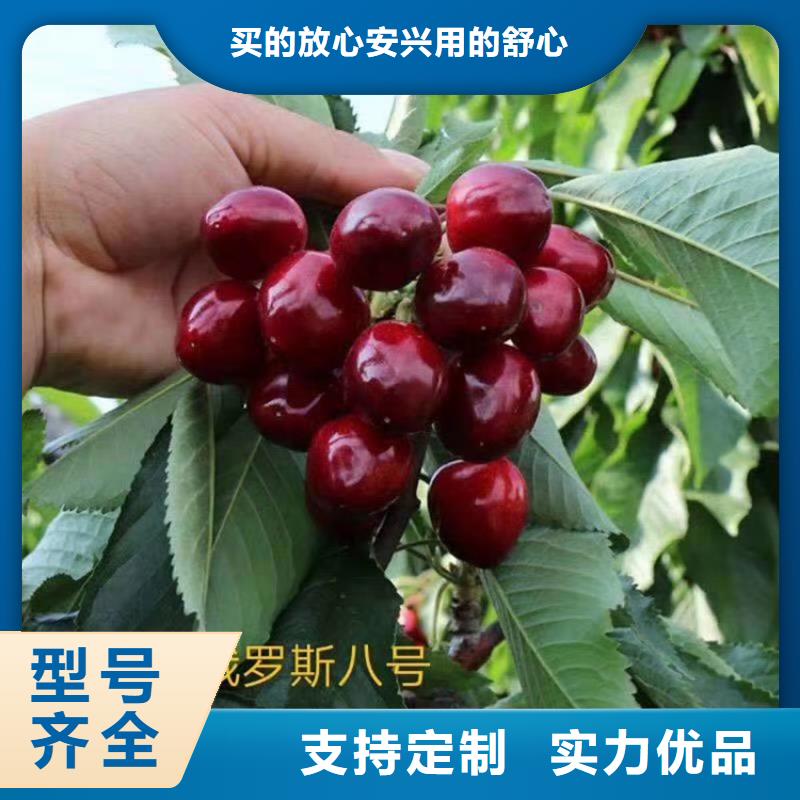 樱桃猕猴桃苗制造生产销售