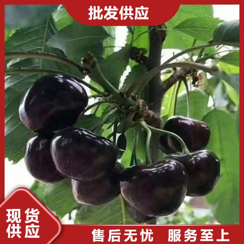 北美冬青-视频-山东省滨州市轩园北美冬青可服务区域博兴|沾化|青岛|济南|德州|东营|日照等