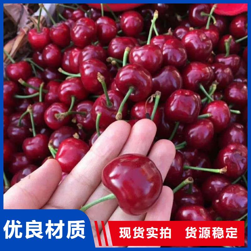 北美冬青-视频-北美冬青(轩园)覆盖地域广东省阳江市江城|阳西|汕头|云浮|江门|佛山|肇庆|汕尾