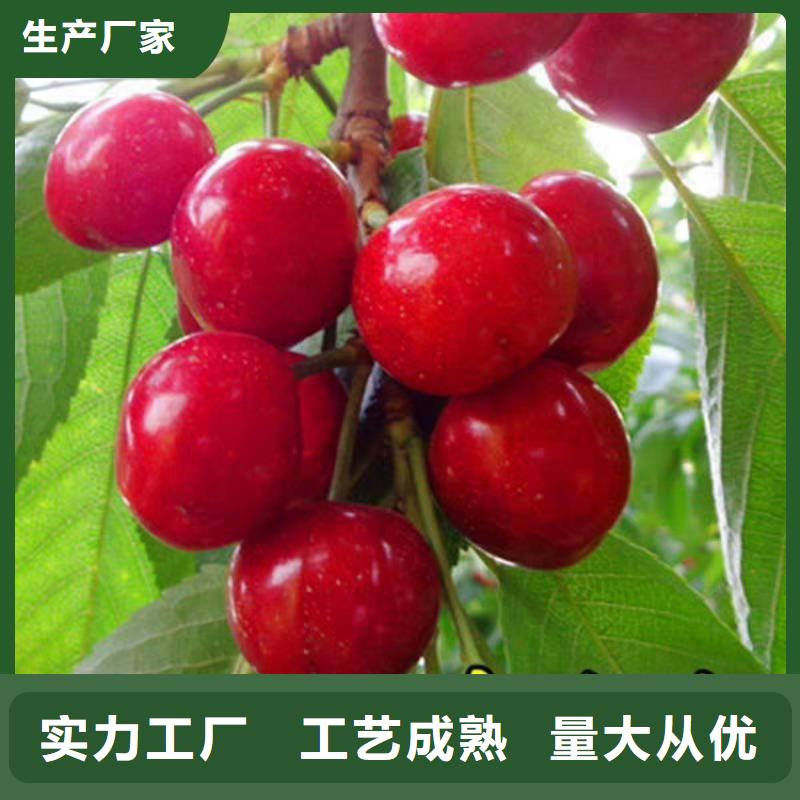 北美冬青-视频-北美冬青(轩园)覆盖地域广东省阳江市江城|阳西|汕头|云浮|江门|佛山|肇庆|汕尾