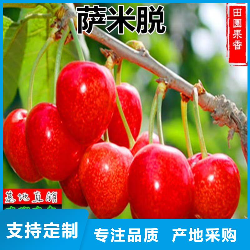 樱桃,樱桃苗卓越品质保障