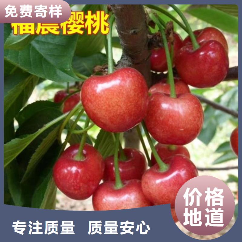 樱桃石榴树源头厂家直销