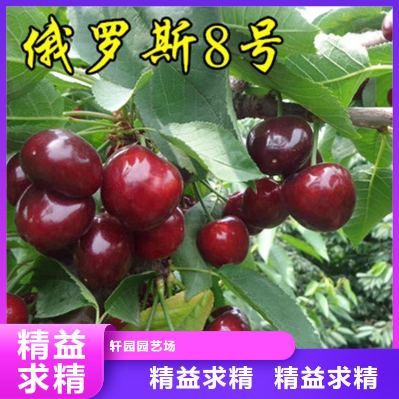 北美冬青-视频-北美冬青(轩园)覆盖地域广东省阳江市江城|阳西|汕头|云浮|江门|佛山|肇庆|汕尾