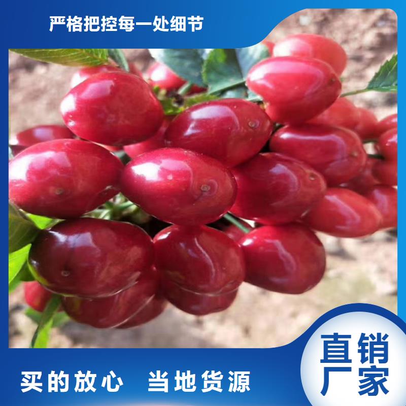 北美冬青-视频-山东省滨州市轩园北美冬青可服务区域博兴|沾化|青岛|济南|德州|东营|日照等