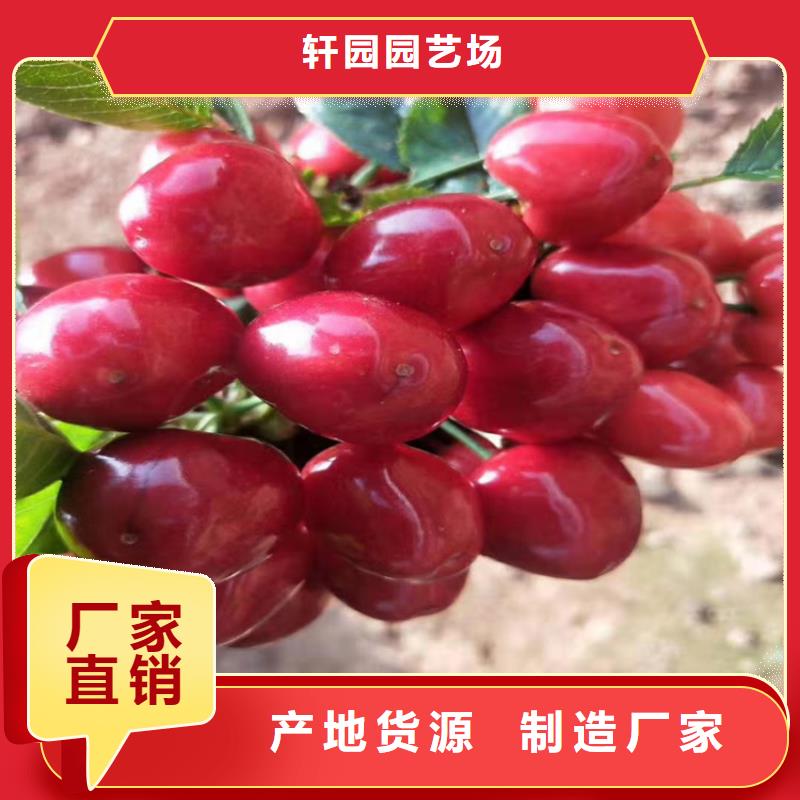 樱桃猕猴桃苗制造生产销售