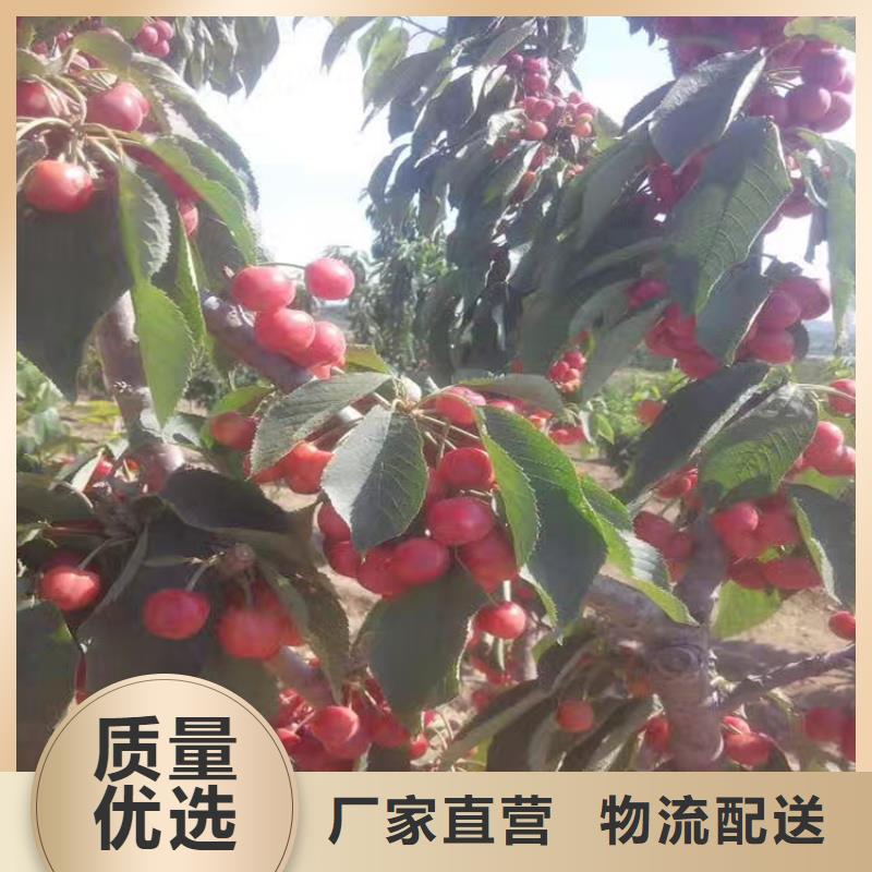 樱桃,苹果苗多种场景适用