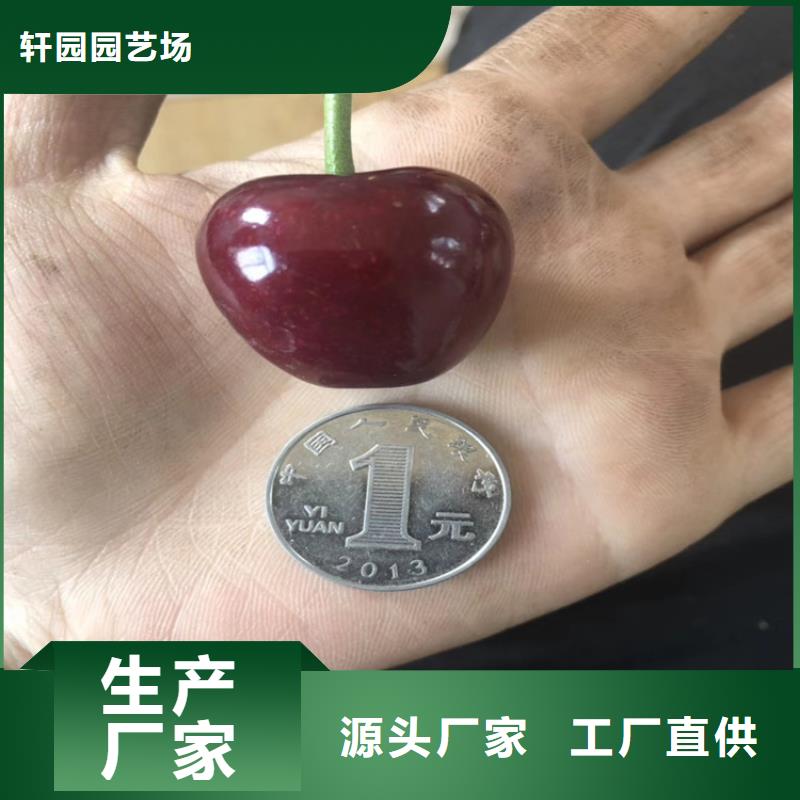 北美冬青-视频-山东省滨州市轩园北美冬青可服务区域博兴|沾化|青岛|济南|德州|东营|日照等