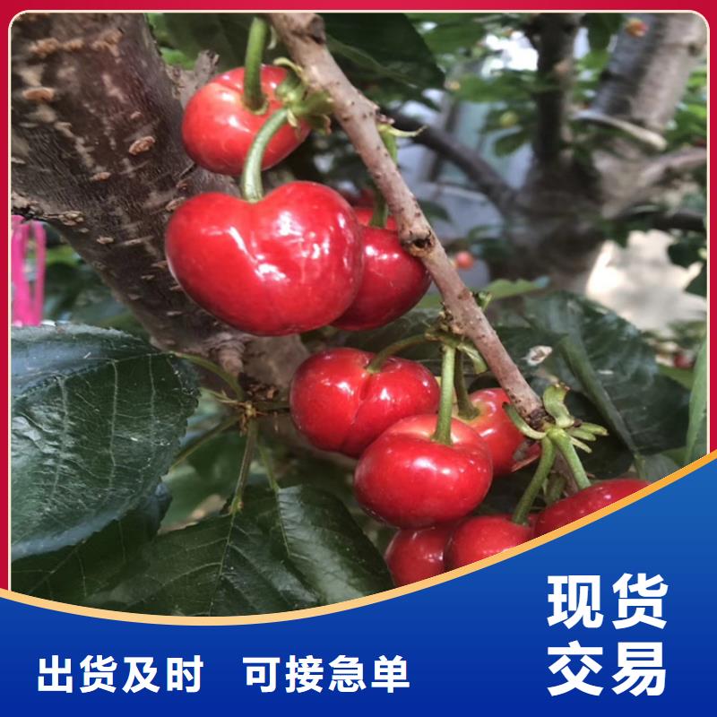樱桃猕猴桃苗制造生产销售