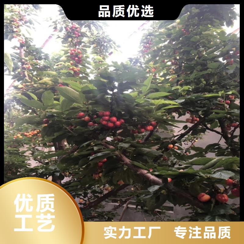 北美冬青-视频-北美冬青(轩园)覆盖地域广东省阳江市江城|阳西|汕头|云浮|江门|佛山|肇庆|汕尾