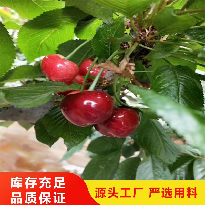 北美冬青-视频-山东省滨州市轩园北美冬青可服务区域博兴|沾化|青岛|济南|德州|东营|日照等